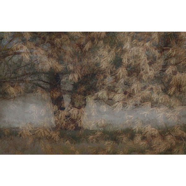 Pine Tree - 70x100 cm