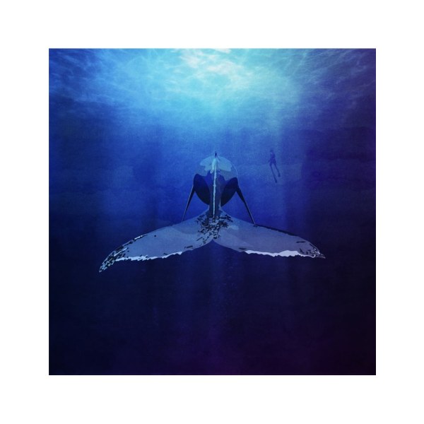 Whale - 50x70 cm