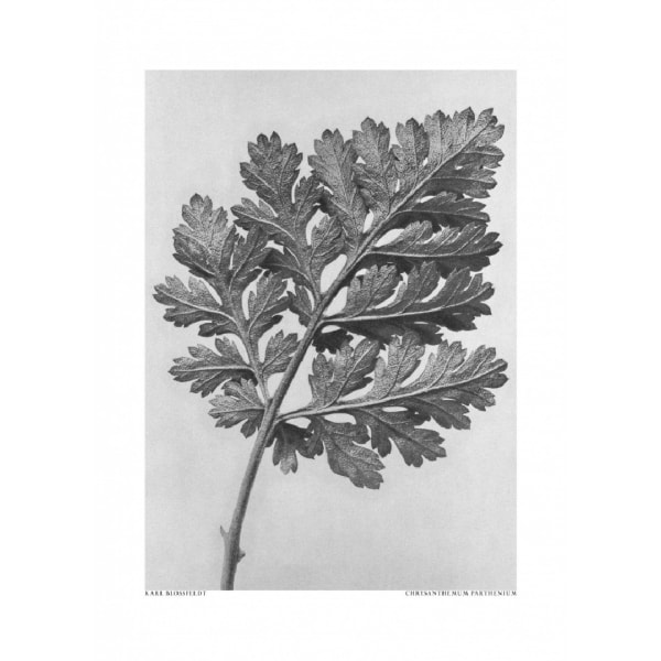 Chrysanthemum Parthenium - 21x30 cm