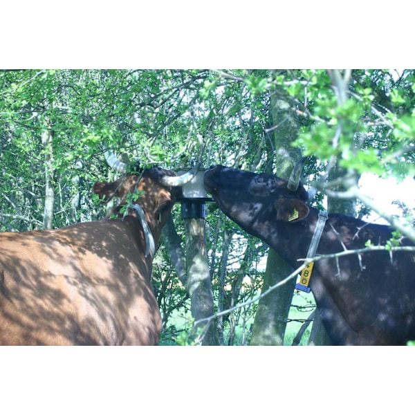 Lickblock-teline KS-tankoon 10 kg