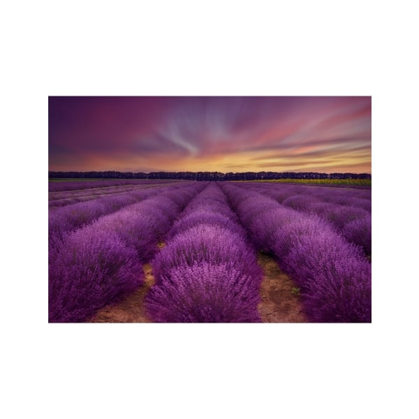 ...Lavender Field - 30x40 cm