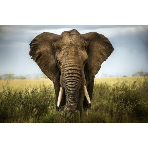 Encounters In Serengeti - 30x40 cm