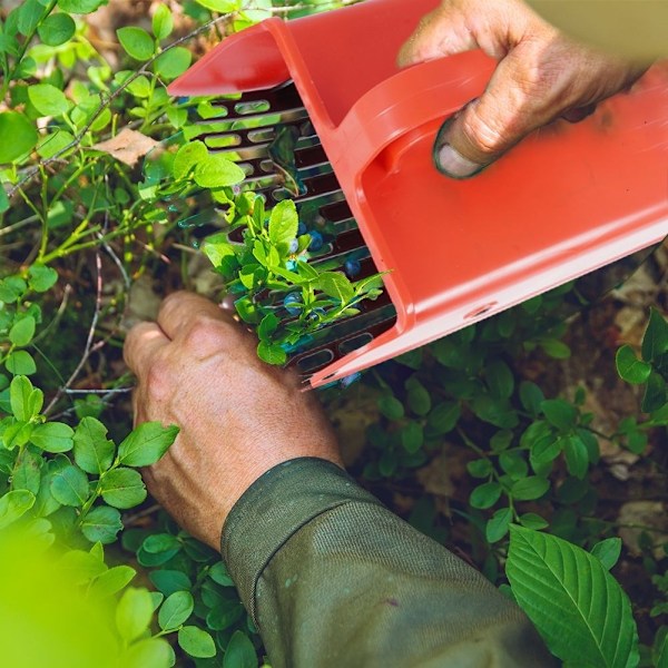 Frugtplukker til blåbær, ribs og aronia - nem at bruge
