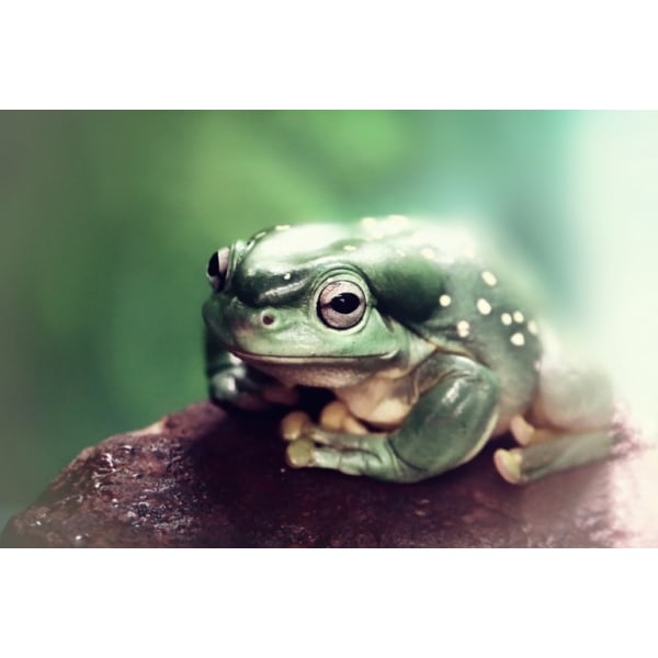 Froggy - 70x100 cm