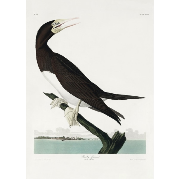 Booby Gannet From Birds Of America (1827) - 50x70 cm