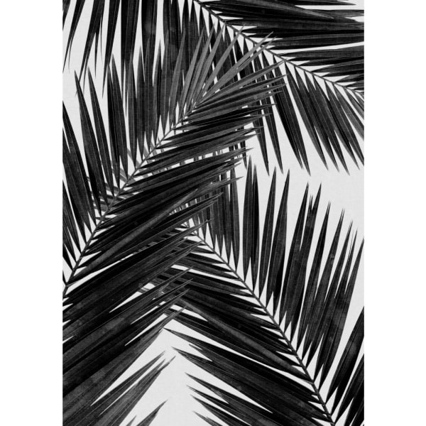 Palm Leaf Black Aamp White Iii - 30x40 cm