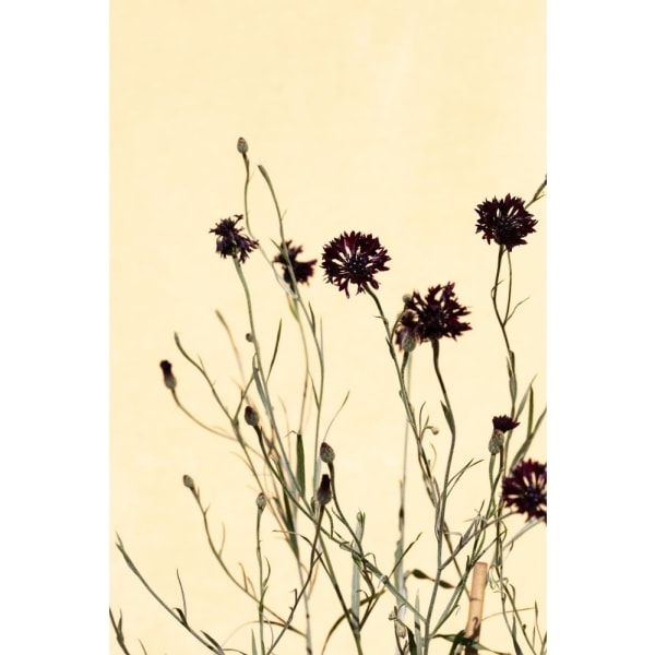 Withered Flowers - 50x70 cm