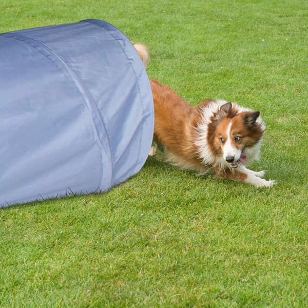 Hundtunnel agility 2m