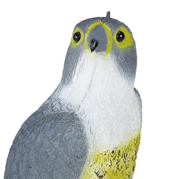 Fågel skrämmer Hawk sitter