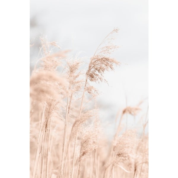 Grass Reed And Sky_1 - 50x70 cm