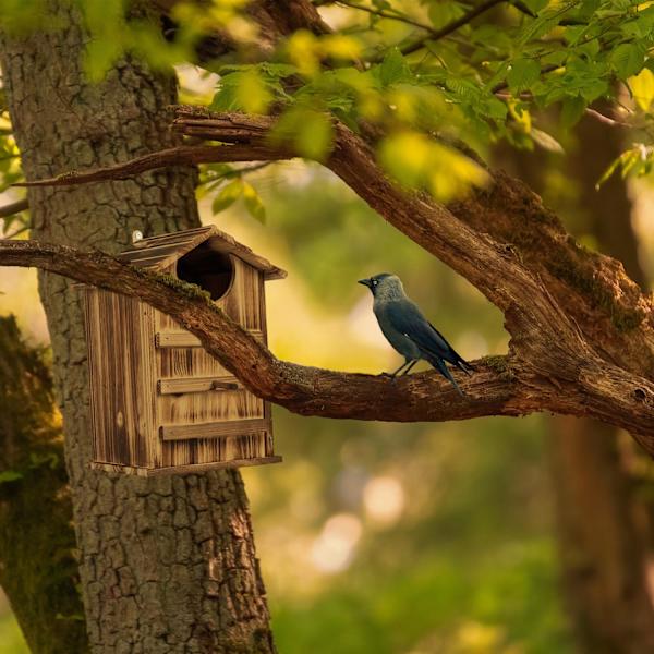 Owls Nest Box Wood