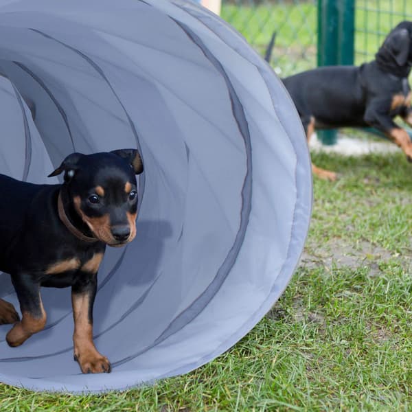 Hundtunnel agility 2m