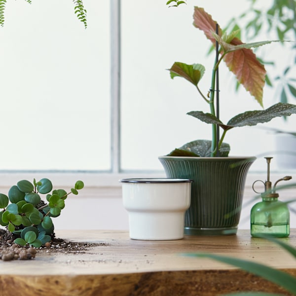 Blomsterpinde 60 cm i sæt af 50 stk
