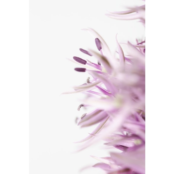Flower Purple - 30x40 cm