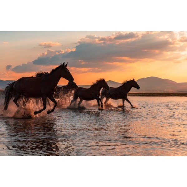 Water Horses - 30x40 cm