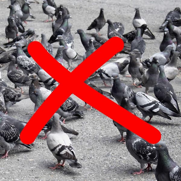 Pigeon Scare Crow Set 2 kpl