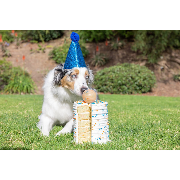 Chuckit Birthday fetch ball md 1pk