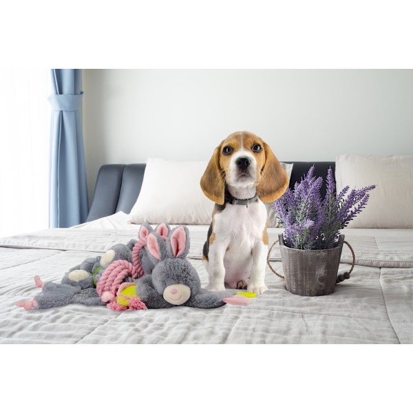 Bunny Puppy Crunchy Chew