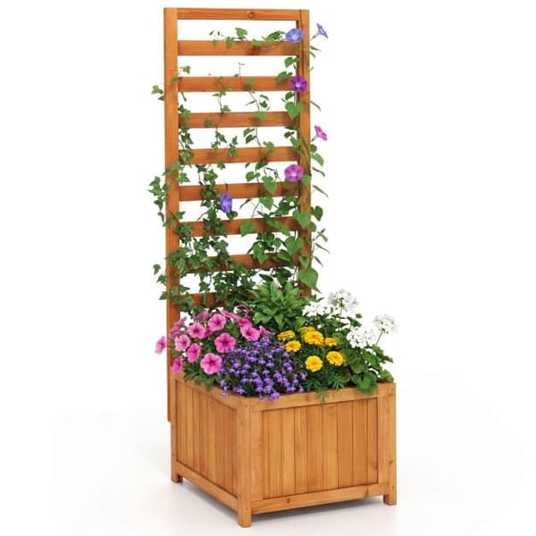 Højbed med espalier, grantræ