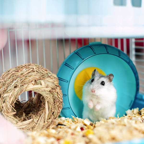 Hamsterin tarvikesetti 5 kpl.