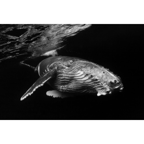 Humpback Whale Calf - 70x100 cm
