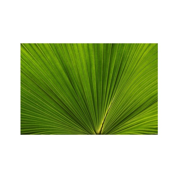 Fan Palm Leaves Photo 02 - 30x40 cm