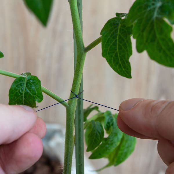 Plantepinde 100 cm i 10-pak