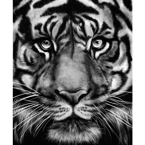 Tiger - 50x70 cm