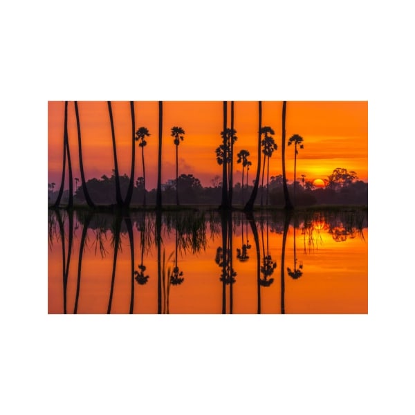 Sunrise At The Rice Field - 70x100 cm