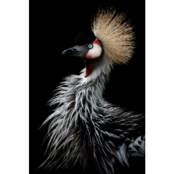 Crowned Crane'S Portrait - 21x30 cm