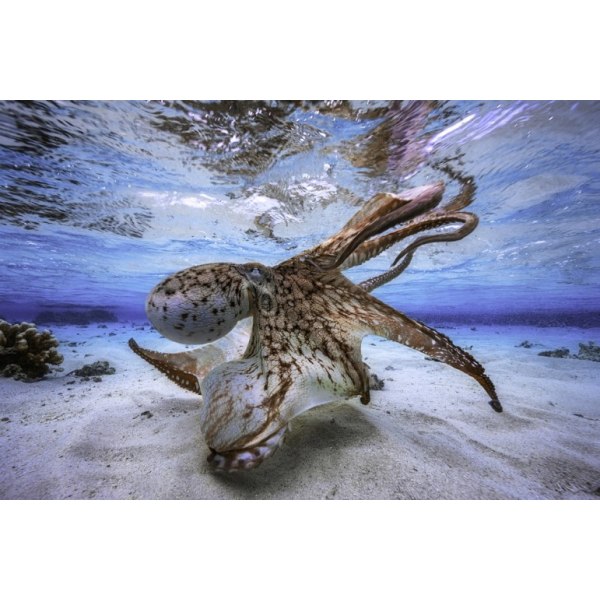 Dancing Octopus - 21x30 cm