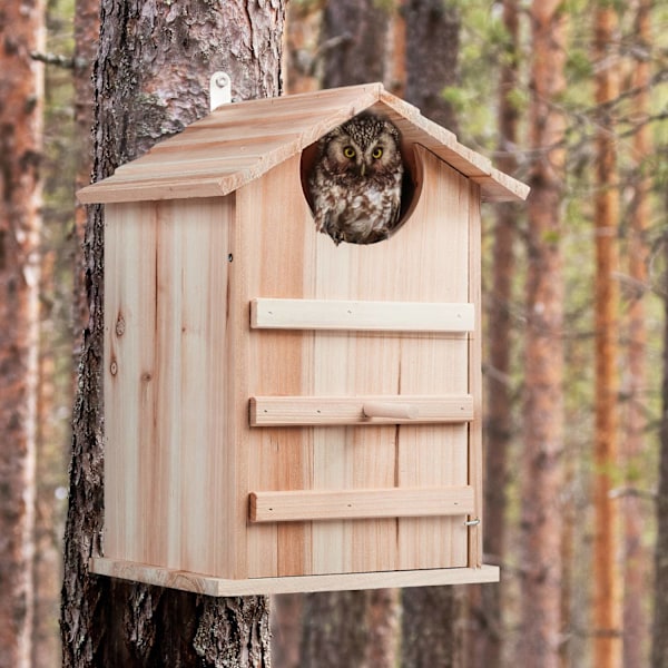 Owls Nest Box Wood