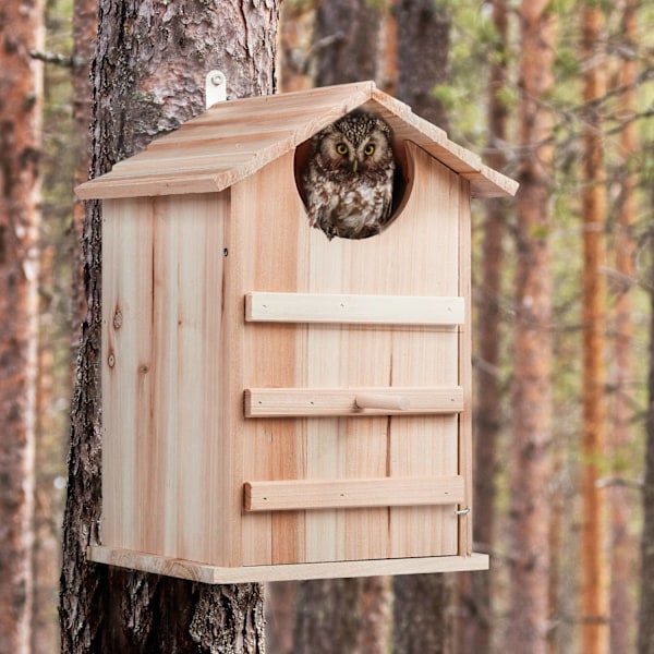 Uglereden Box Wood