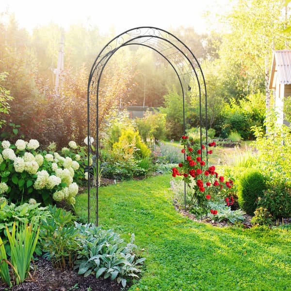 Rosenträ blad