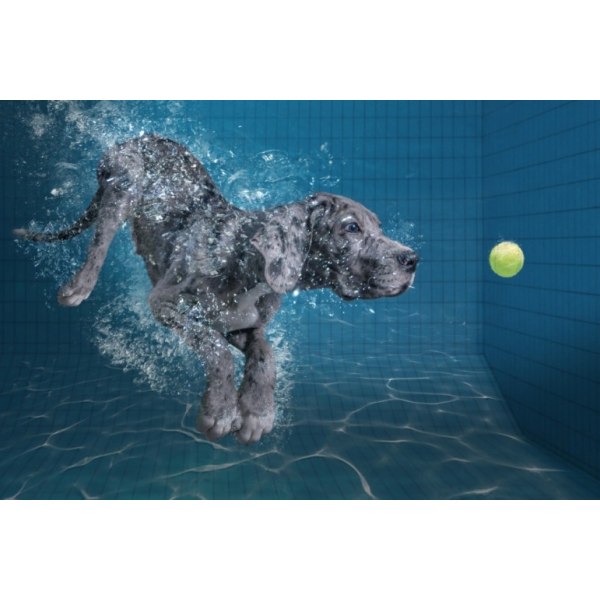 Splashdog - 50x70 cm