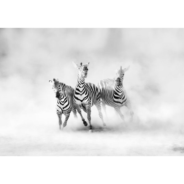 Zebras - 30x40 cm
