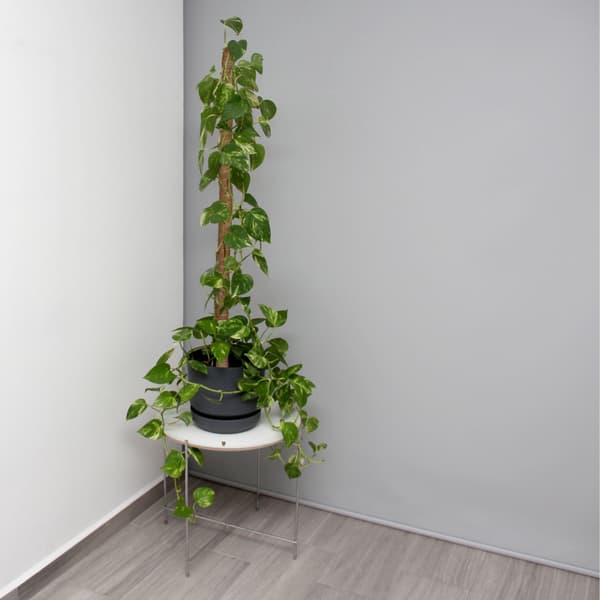 sæt med 5 kokospinde 90 cm