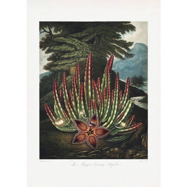 The Maggotnbearing Stapelia From The Temple Of Flora (1807) - 50