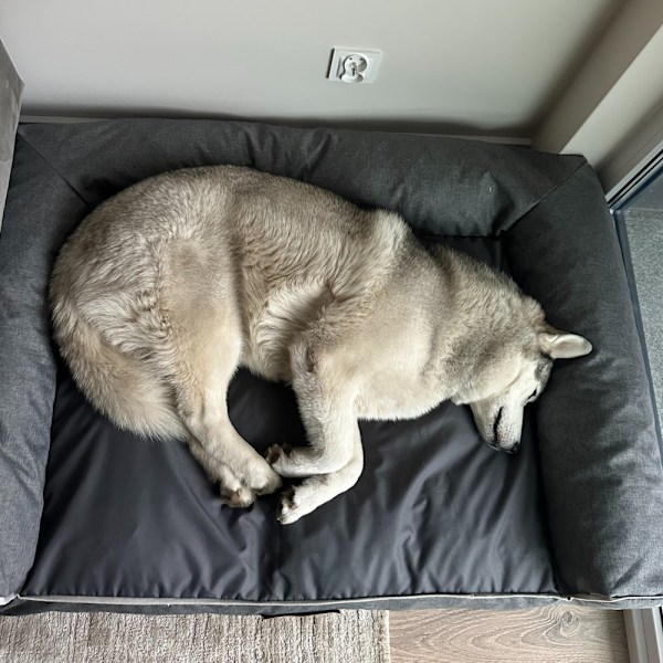 Hundeseng med personalisering grå + mørkegrå center XXL