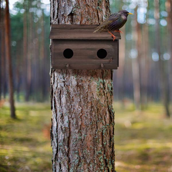 Kottaraisten pesä