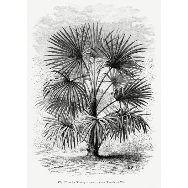 Vintage Palm Tree Drawing Xi - 70x100 cm