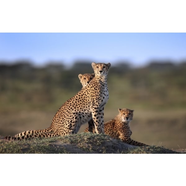 Cheetahs Family - 50x70 cm