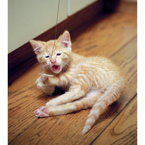 Kattedanser