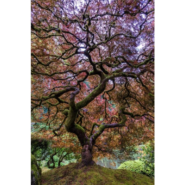 Japanese Maple Tree - 21x30 cm