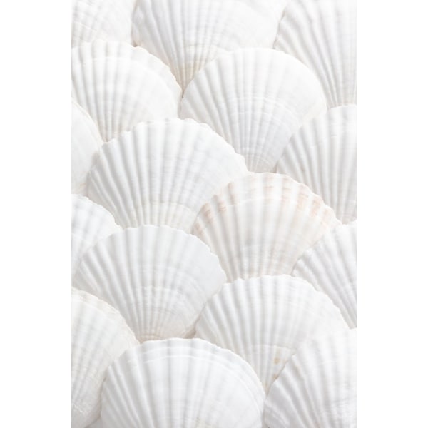 Shells_3 - 30x40 cm