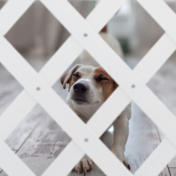 Infällbar hundstång i vitt