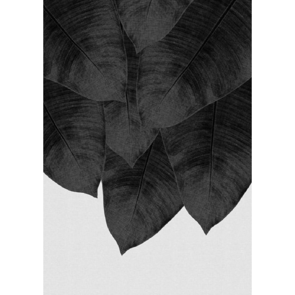 Banana Leaf Black Aamp White Iii - 21x30 cm