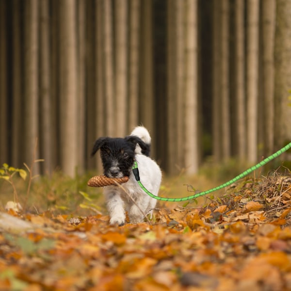 Polstret hundesnor grøn 150 cm