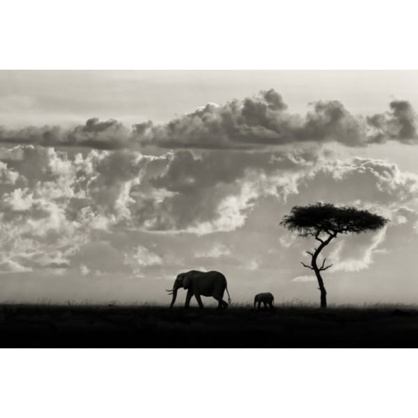 Silhouettes Of Mara - 70x100 cm