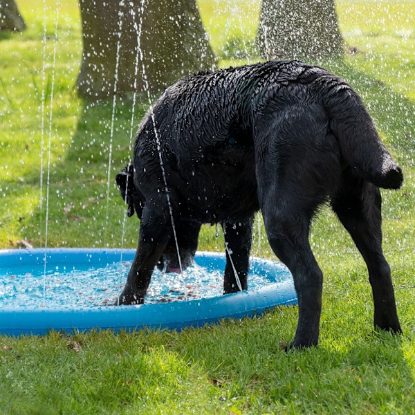 CoolPets Splash Pool Vandsprinkler